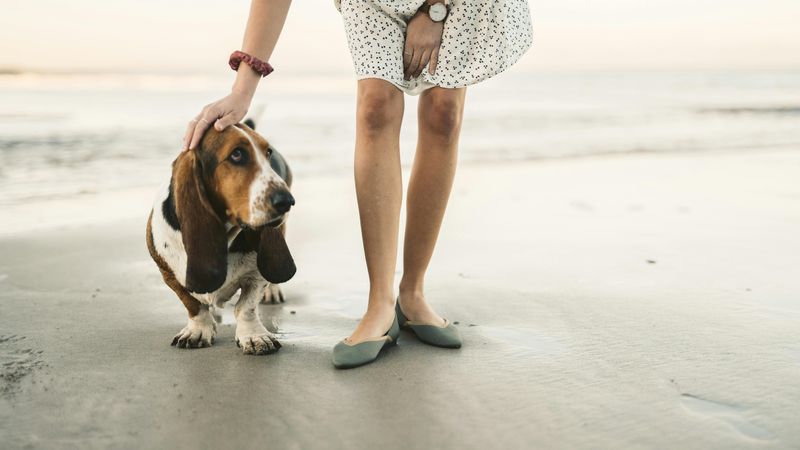 15 Laid Back Companion Dog Breeds for People Who Just Want a Chill Friend 2 Basset Hound