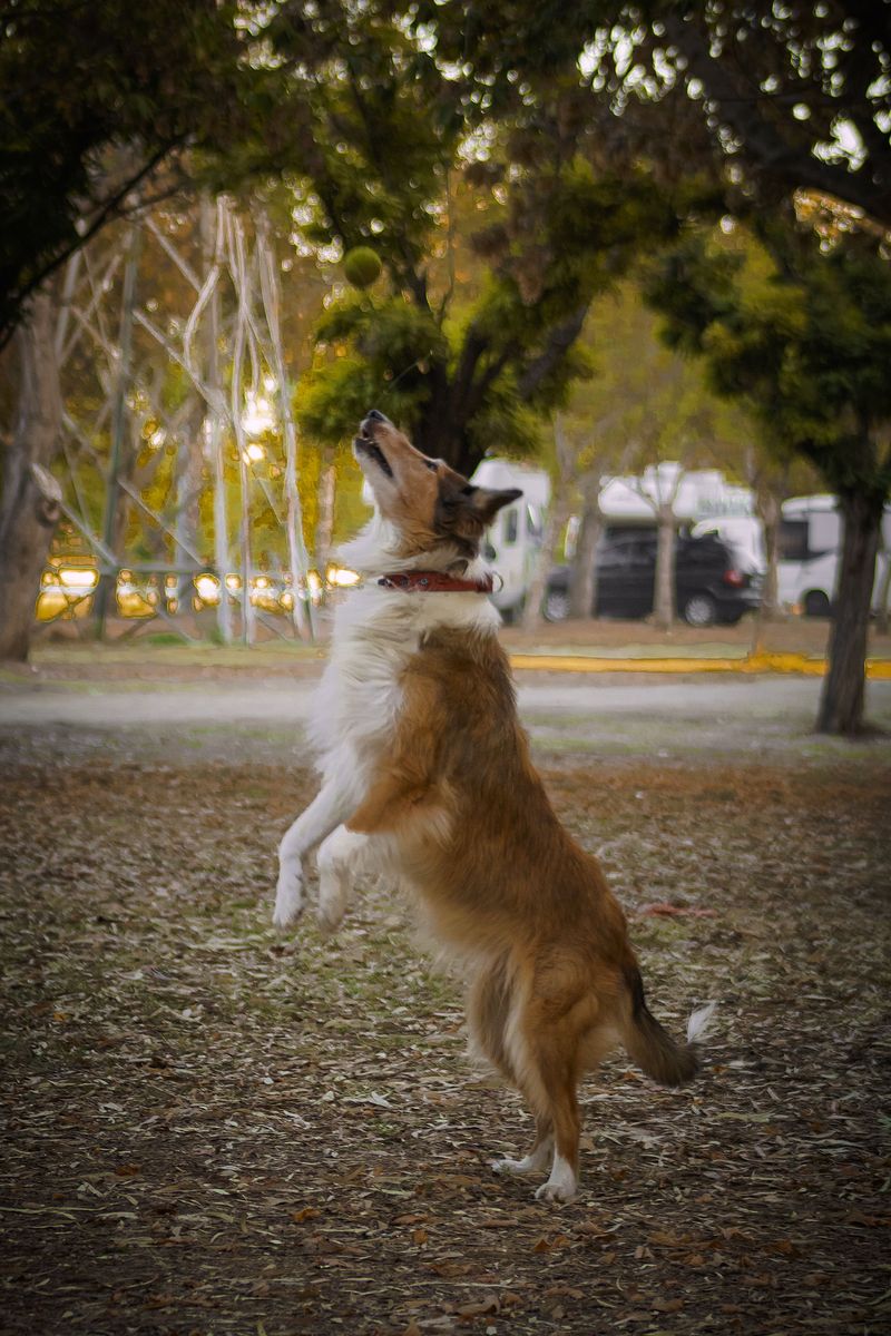 Rough Collie