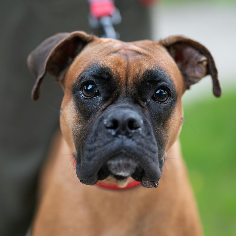 If you want less stress and fewer behavior struggles, these 13 dogs stand out 9 Boxer