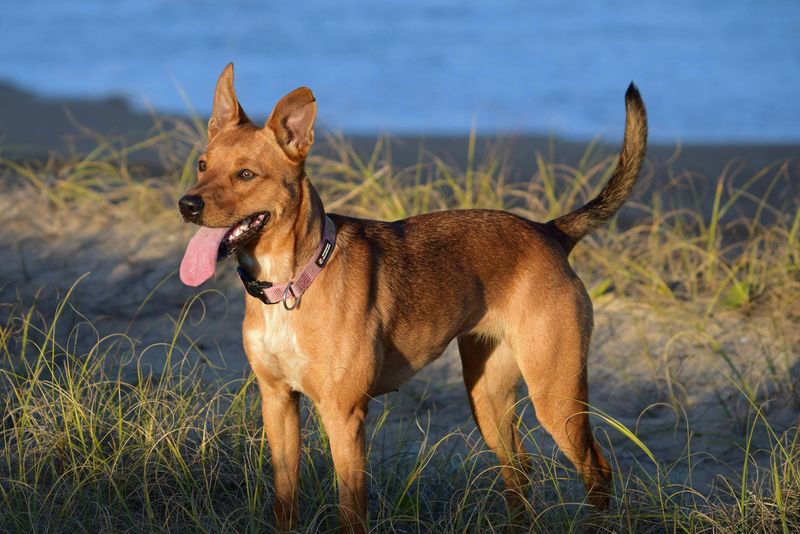 Australian Kelpie
