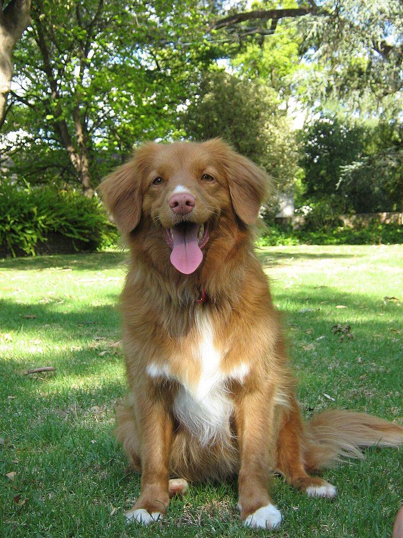 11 medium-sized dog breeds that handle busy family life beautifully 9 Nova Scotia Duck Tolling Retriever