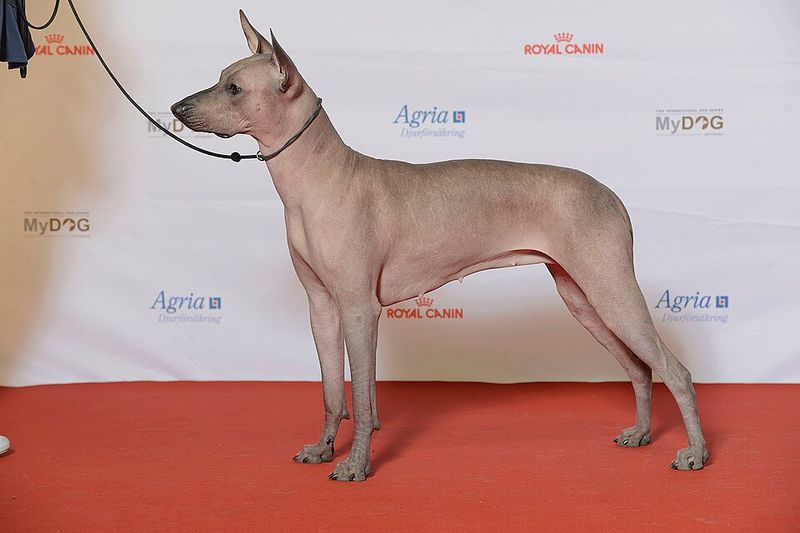 These 14 dog breeds may not be popular, but they have plenty to offer 12 Xoloitzcuintli