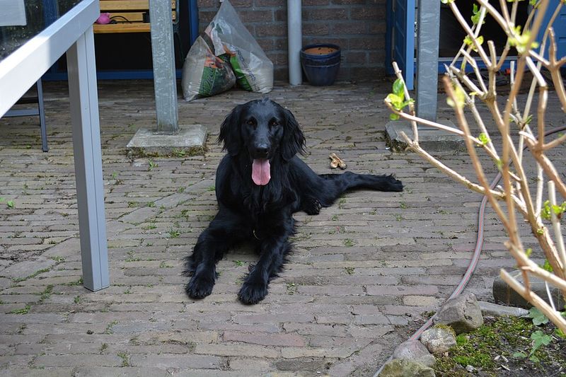 Flat-Coated Retriever