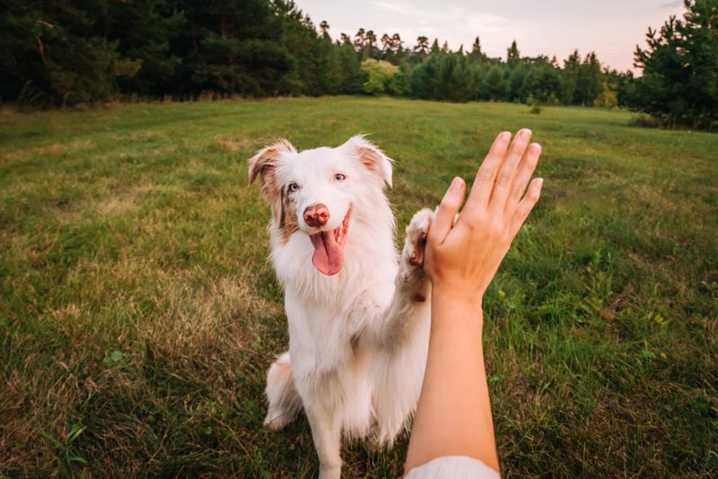 11 medium-sized dog breeds that handle busy family life beautifully 2 Australian Shepherd