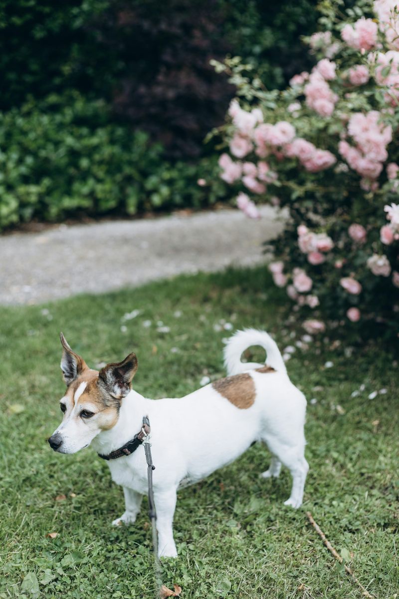 Jack Russell Terrier