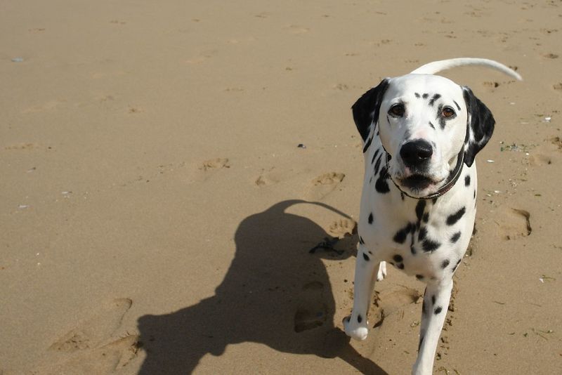 Dalmatian