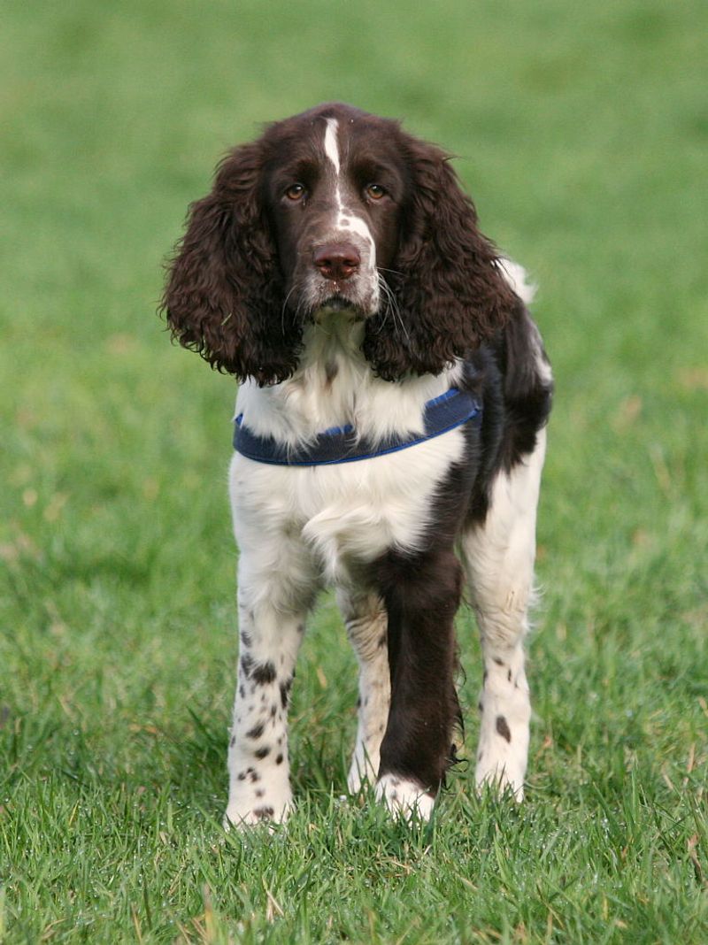 English Springer Spaniel