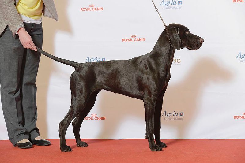 21 dog breeds that work best when they have a real job to do 10 German Shorthaired Pointer