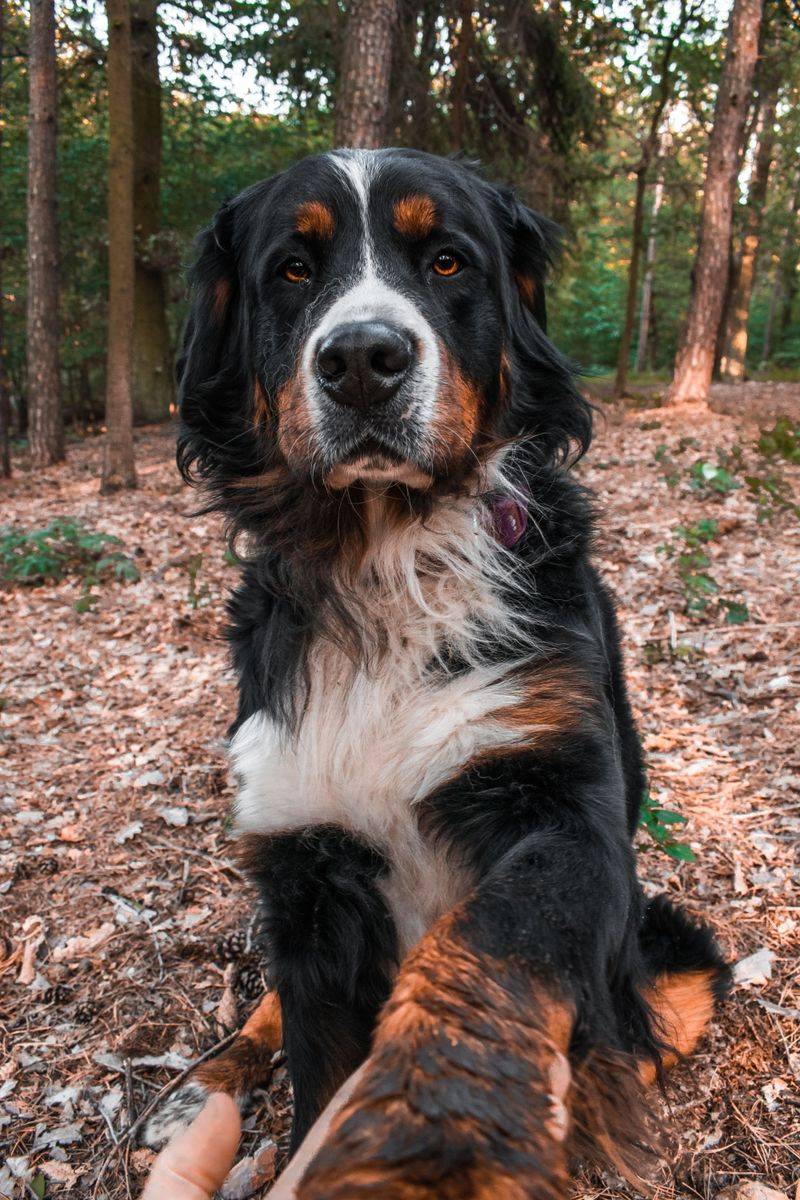 The happiest homes often share one thing in common - and these 11 dog breeds fit right in 4 Bernese Mountain Dog