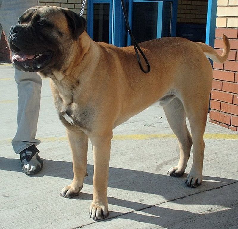 11 dogs whose appearance suggests toughness - while their everyday personality can tell another story 8 Bullmastiff