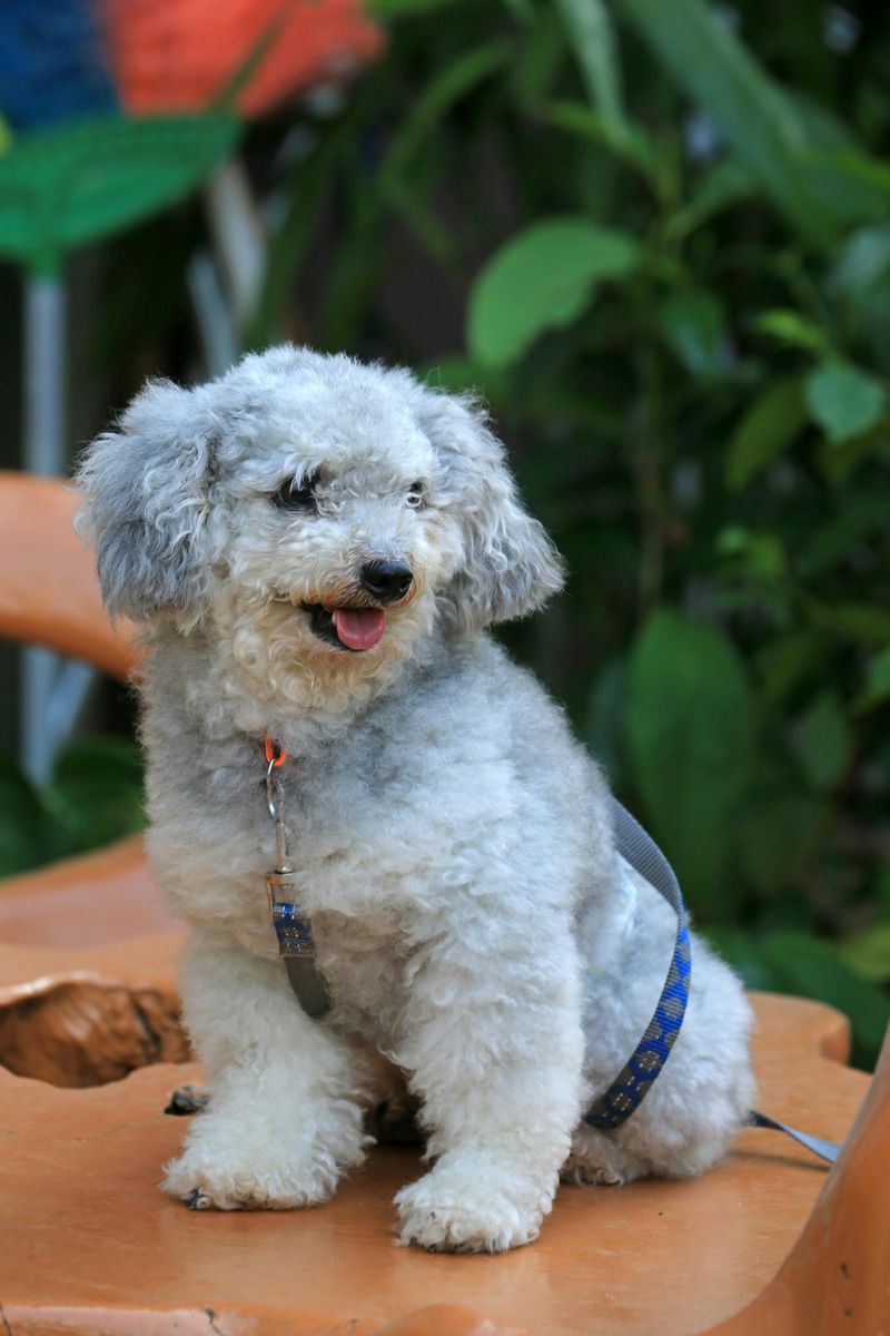 Poodle
