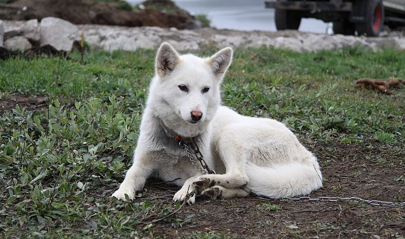 12 breathtaking northern dog breeds with looks straight out of the wilderness 2 Greenland Dog
