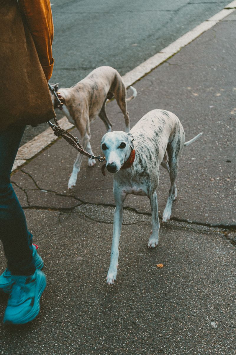 No constant cuddling, no dramatic greetings - Yet these dogs can be among the most devoted companions 9 Greyhound