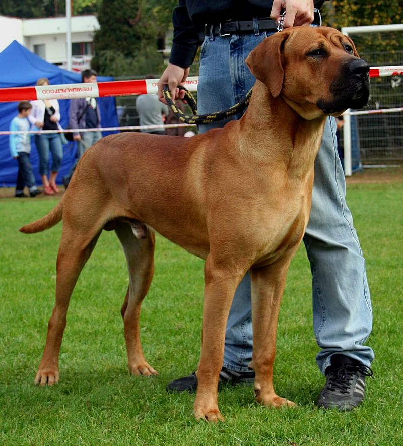 Tosa Inu