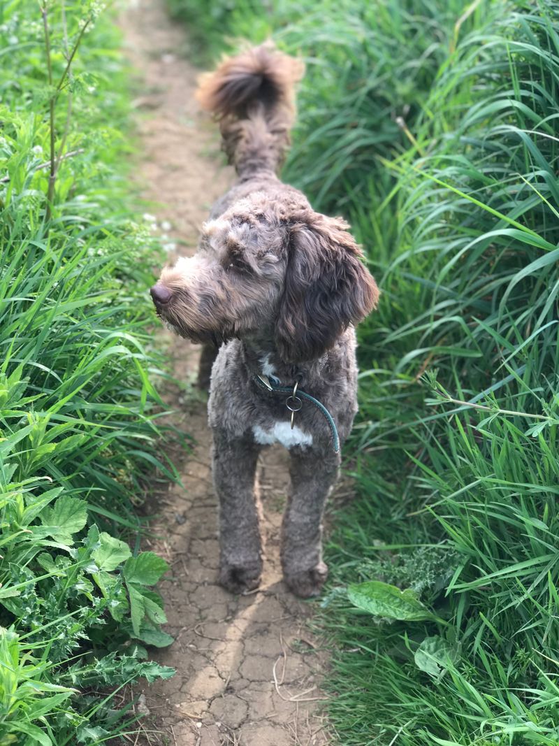 11 subtle signs your dog is deeply loyal - and 2 that have nothing to do with following you around 6 Regularly checks back during walks