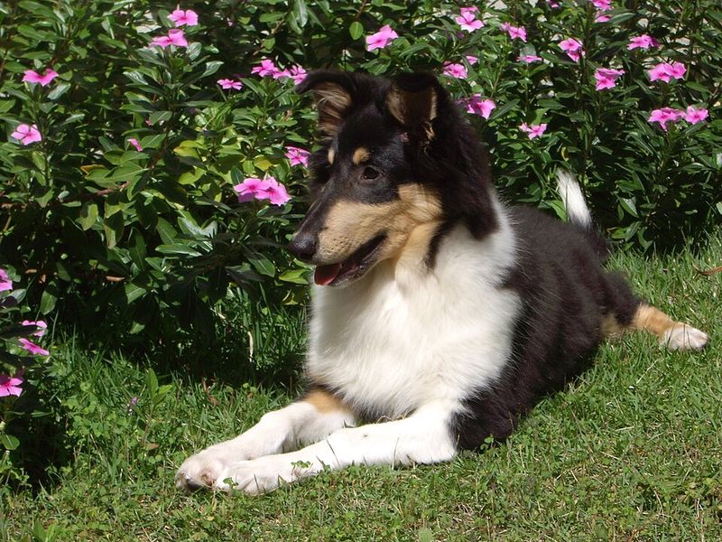 Collie