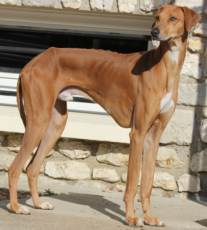 24 Most Expensive Dog Breeds and Why They Cost So Much 9 Azawakh