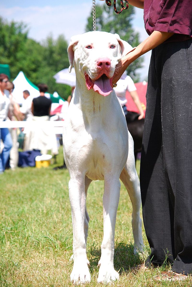 10 dogs that look intimidating from a distance - plus 2 gentle giants with equally loving personalities 13 Great Dane