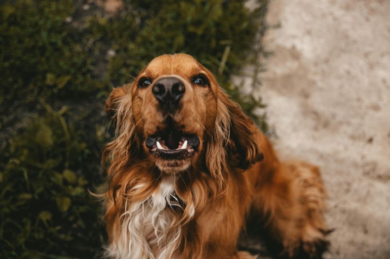 Cocker Spaniel
