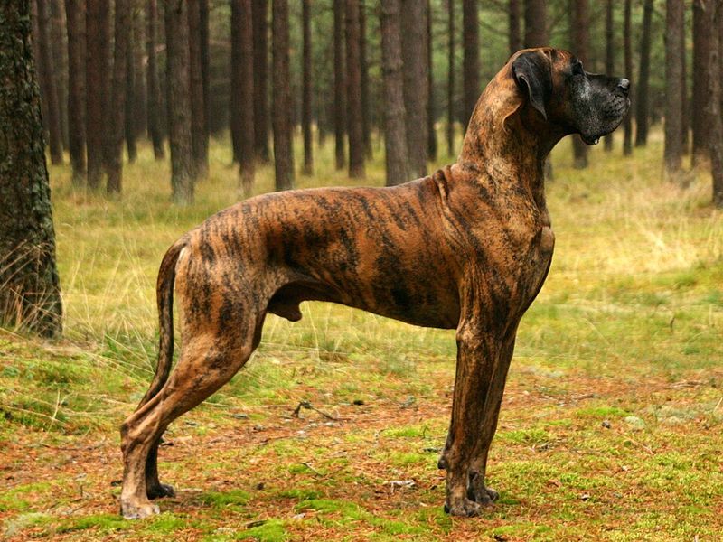 Great Dane