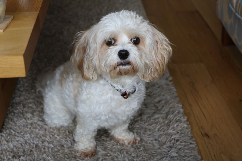 21 dog breeds that bond so deeply they follow you from room to room 18 Maltese