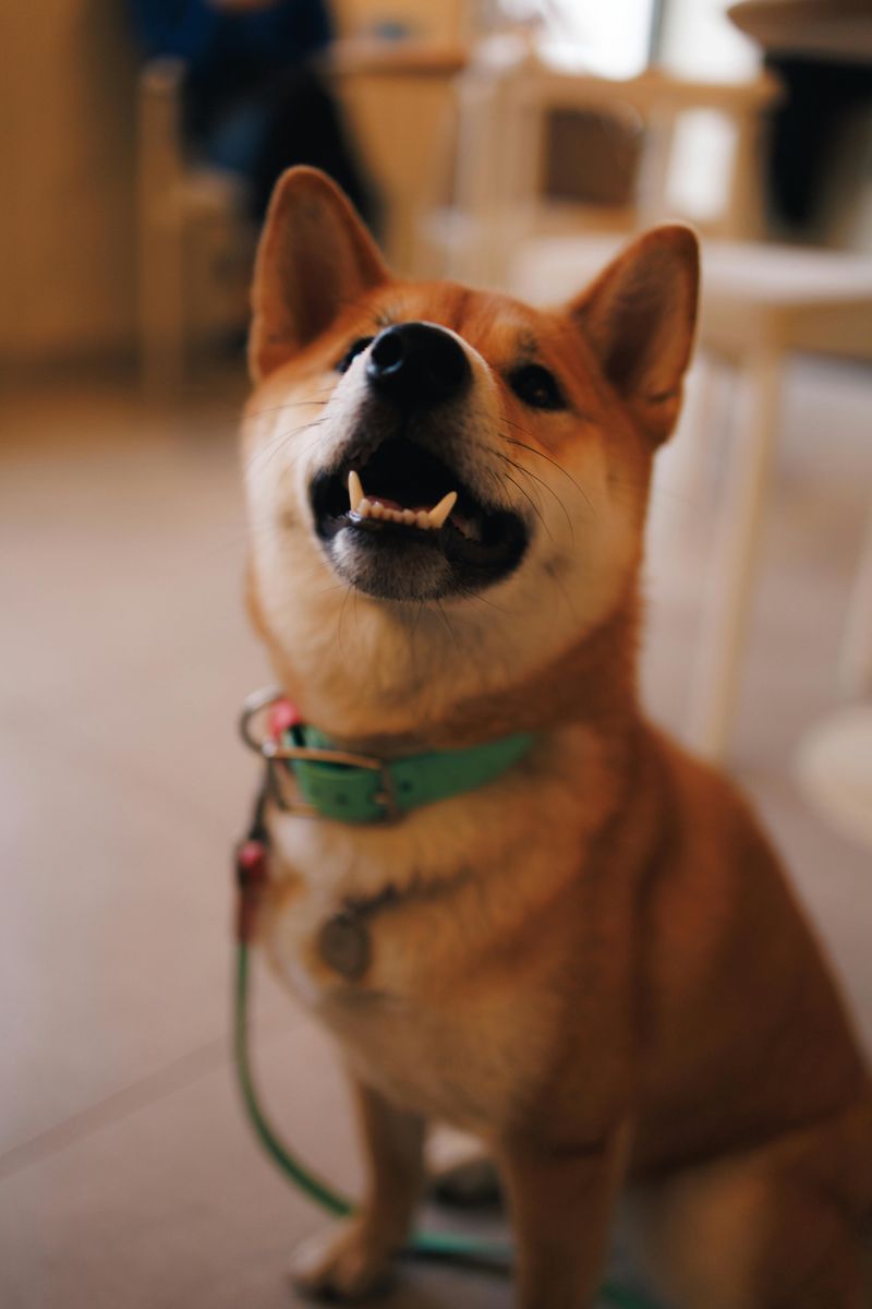 Shiba Inu