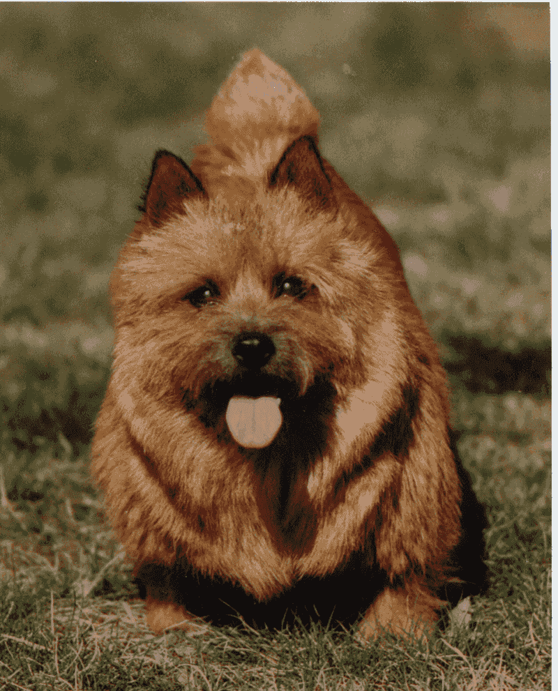 Norwich Terrier