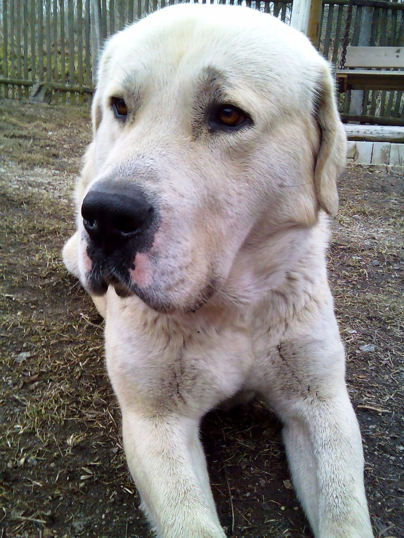 25 Dog Breeds Similar to the Bullmastiff in Strength and Temperament 16 Alabai