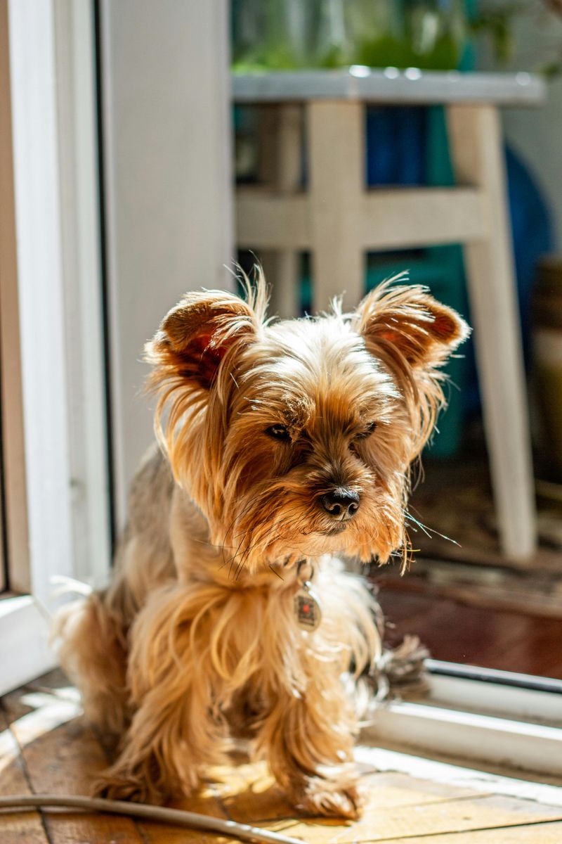 Yorkshire Terrier