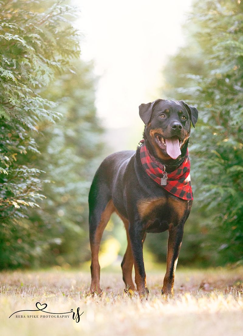 Rottweiler