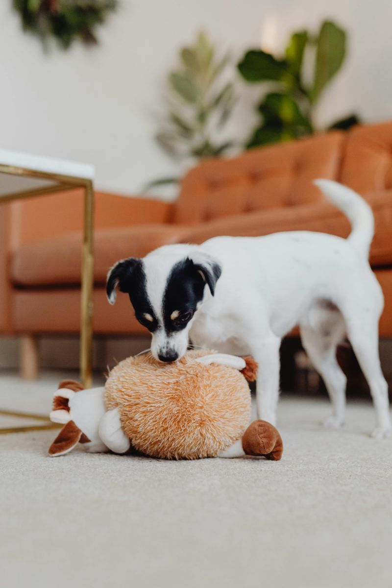 12 Common Human Habits Dogs Quietly Hate (But Tolerate for Your Sake) 10 Touching or Moving Their Toys Without Warning