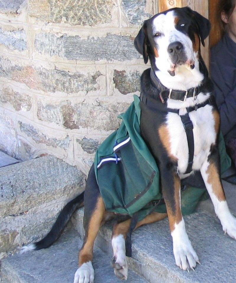 Greater Swiss Mountain Dog