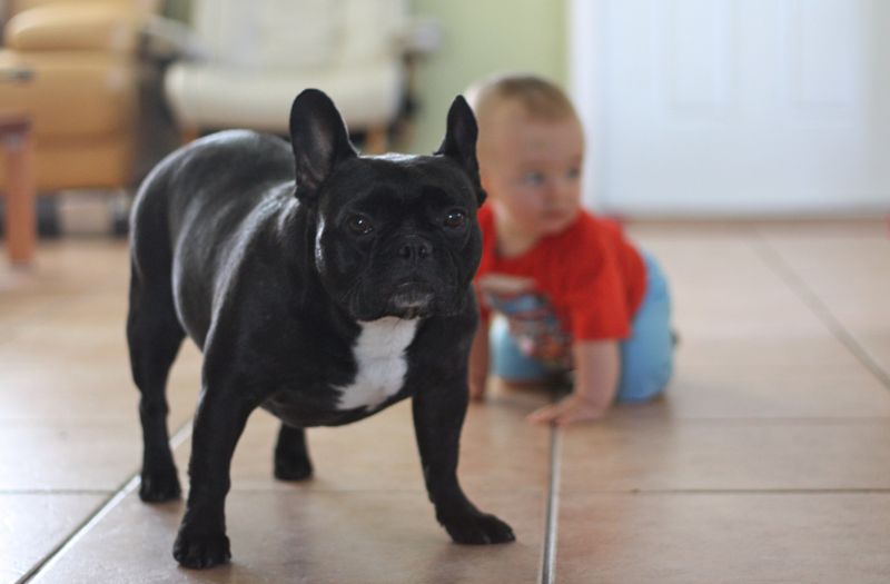 28 Dog Breeds That Show Remarkable Empathy Toward Their Owners 29 French Bulldog