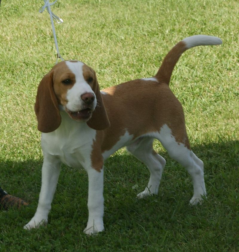 12 family-friendly dog breeds people keep choosing year after year 6 Beagle