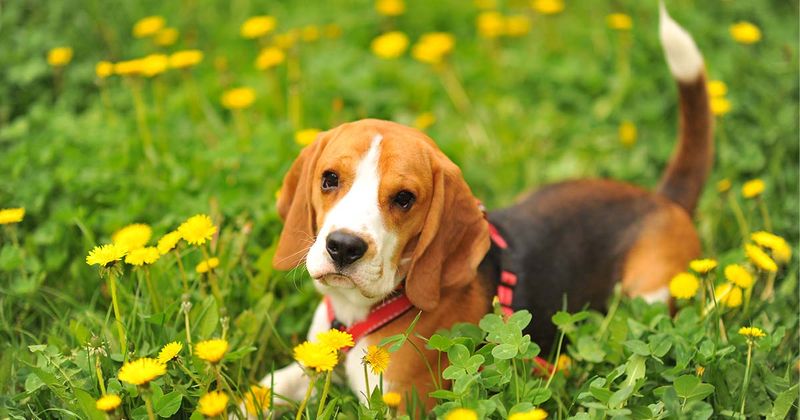 Beagle