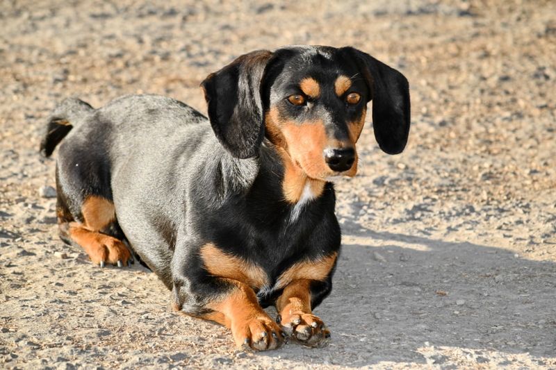 Dachshund