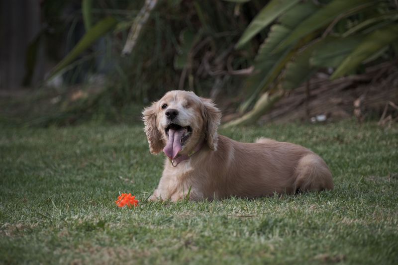 Cocker Spaniel