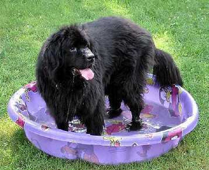 Big dogs can mean big responsibilities - these breeds require owners who know exactly what they're taking on 5 Newfoundland