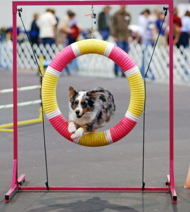 Australian Shepherd