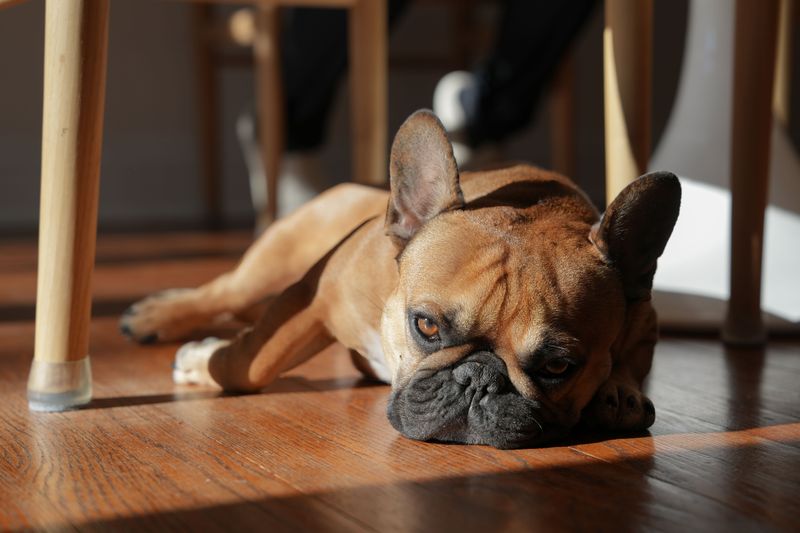 French Bulldog