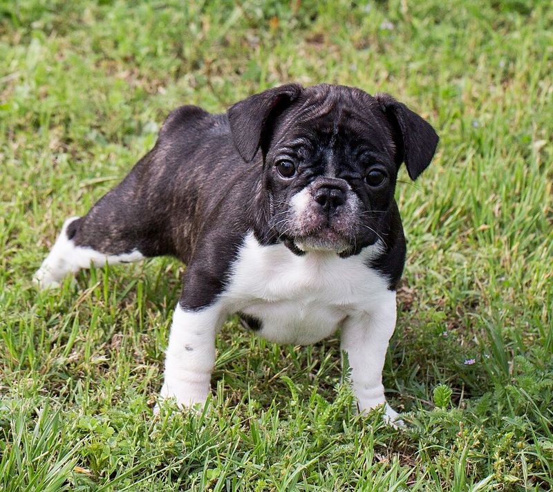 French Bulldog