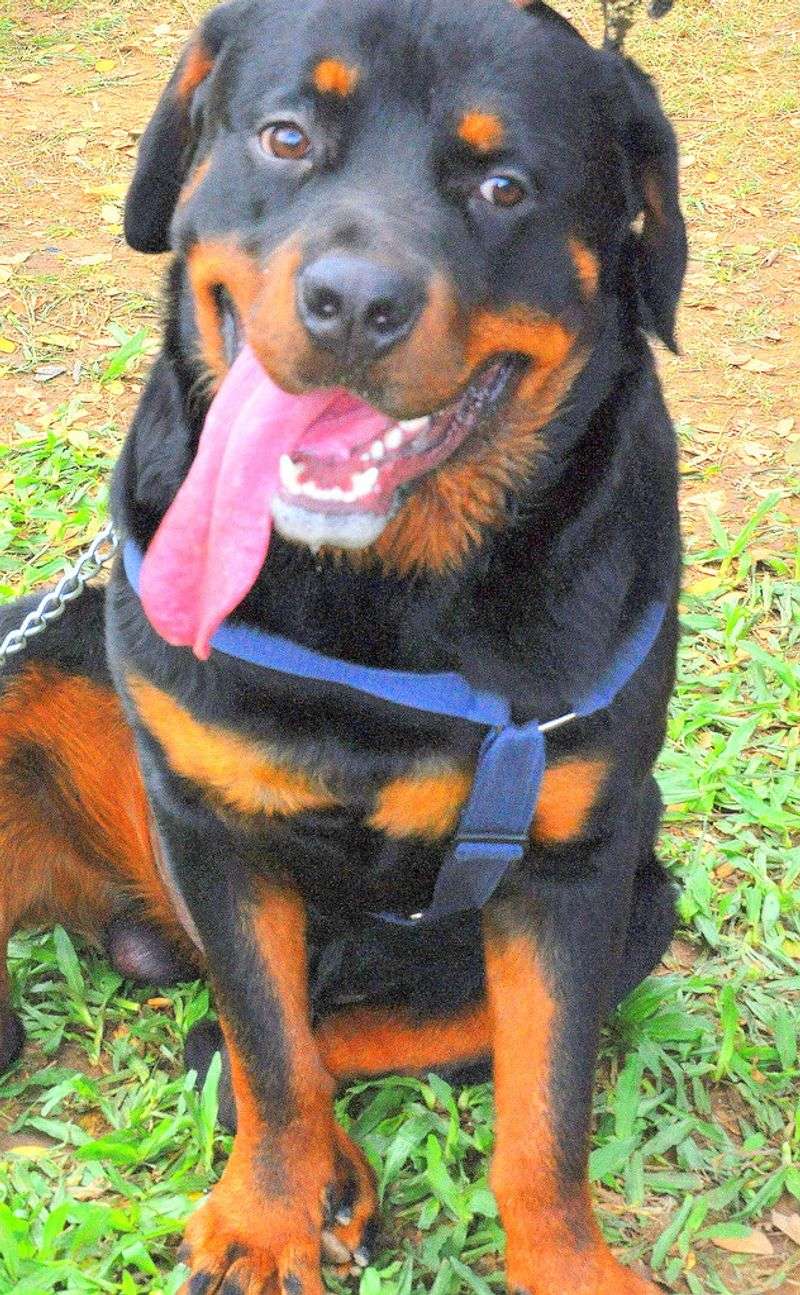 Rottweiler