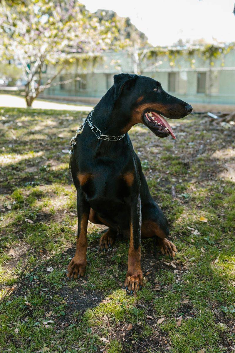 Doberman Pinscher