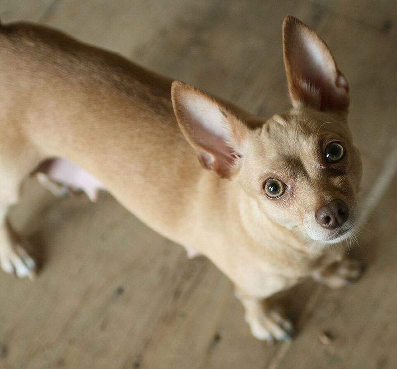 If you're going to love your dog like family, these breeds may take that commitment just as seriously 11 Chihuahua
