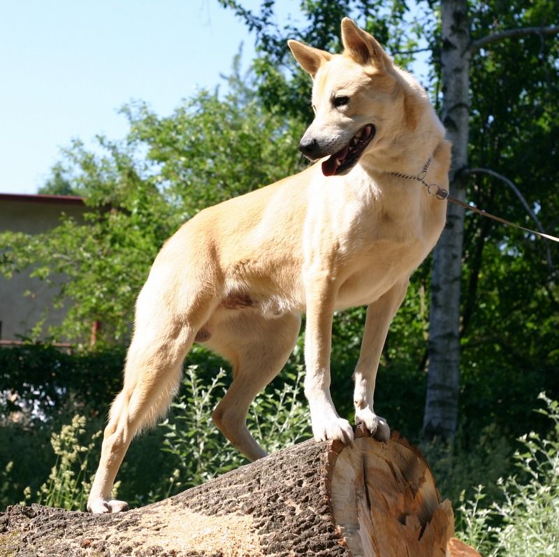10 dog breeds owners often misjudge because stress looks a lot like stubbornness 10 Canaan Dog
