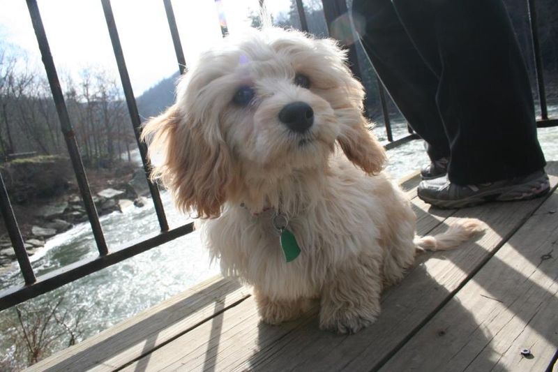 Cavalier-Bichon Mix
