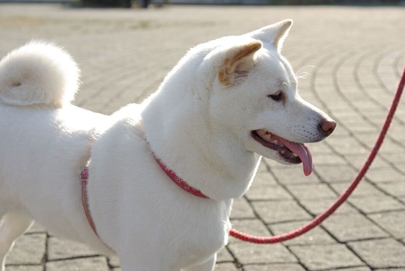 Winning the trust of these 11 dog breeds may take time - but owners rarely forget the reward 2 Shiba Inu