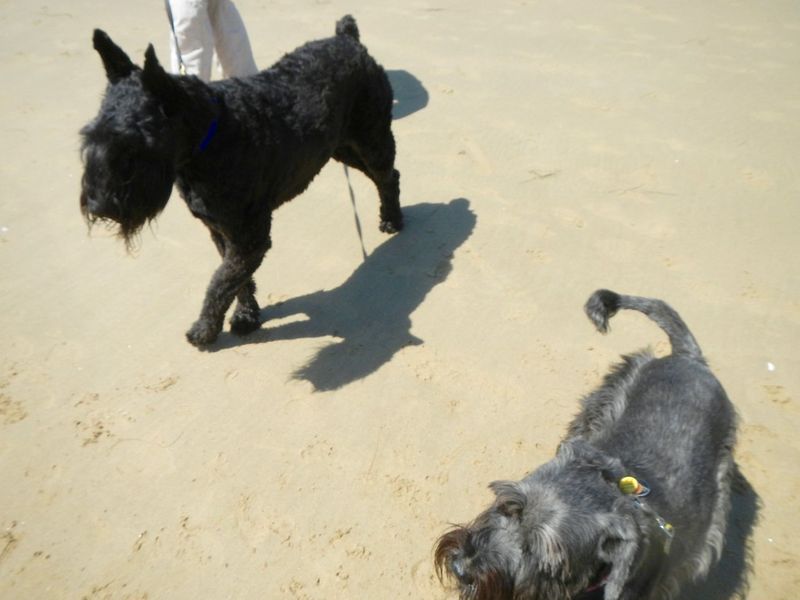 Standard Schnauzer 