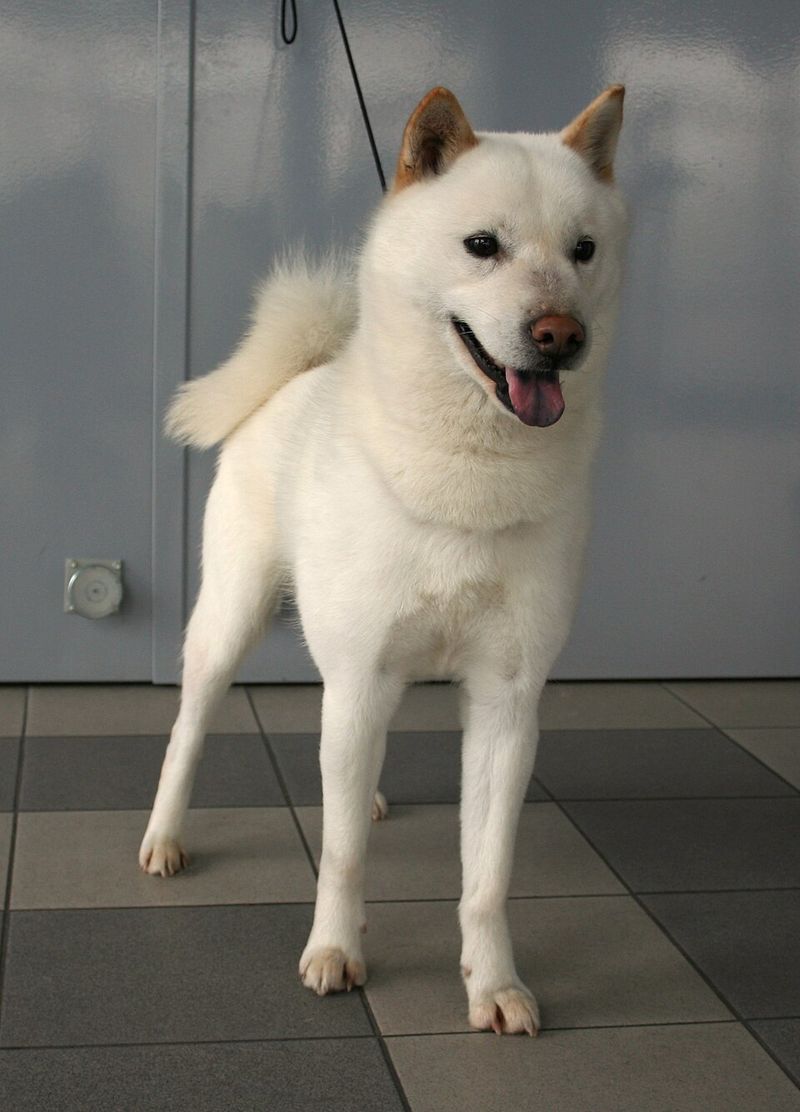 22 White Dog Breeds Recognized for Their Elegant Appearance 20 Hokkaido Dog