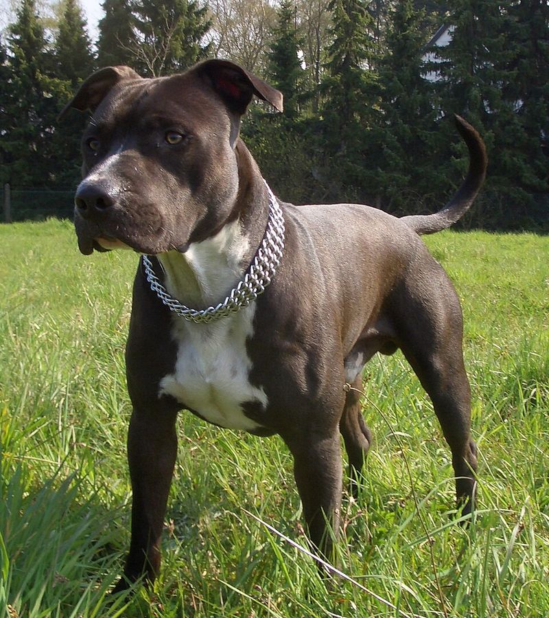 The dog everyone scrolls past could be exactly the companion they've been searching for 2 American Staffordshire Terrier